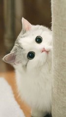 泰达币app